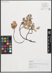 Foto von Salix reticulata L.